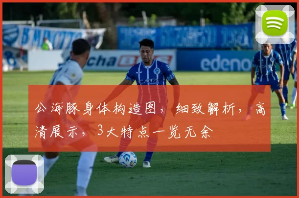 公海豚身体构造图，细致解析，高清展示，3大特点一览无余